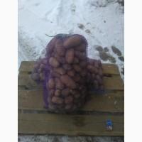 Картофель оптом 5+ от производителя