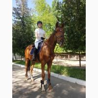 Продается конкурный конь