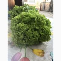 Продам листья салата любой