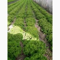 Продам салат Лоло Росса