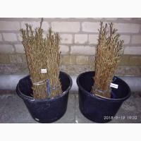 Сортовые черенки черешни