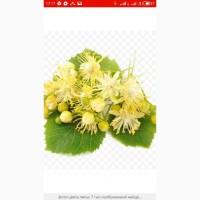 Купим свежесорванный и сухой цвет БУЗИНЫ и ЛИПЫ.Работаем по всей УКРАИНЕ