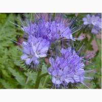 Фацелия пижмолистная, семена, урожай 2020, 80грн/кг, минимально 10кг