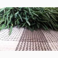 Продам перо зеленої цибулі, лук продан