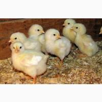Бройлер Росс 308, Кобб 500 імпорт, добові курчата, каченята Мулард, доставка