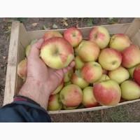 Продам яблука сорту пінова