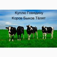 Куплю ДОРОГО Коров, Быков, Телят, Коней, на м`ясо, на откорм