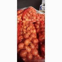 Продам Цибулю