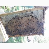 Продам бджолосім#039;ї та бджолопакети