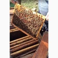 Продається пасіка у хорошому стані, доглянуті бджолосімї, пакети