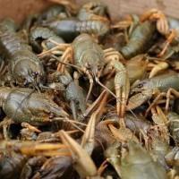 Закупляємо раки оптом