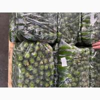 Продам огурец