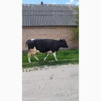 Продам корову