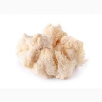 Продаємо Їжовик Гребінчастий, свіжий, від 1 кг, український виробник Savvy Foods