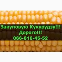Закуповуємо кукурудзу за високими цінами