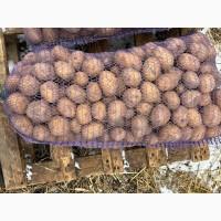 Продам Товарну Картоплю, сорт Галла