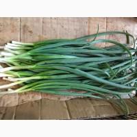 Продам зелень цибулі