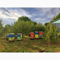 Продам вулики із бжолами