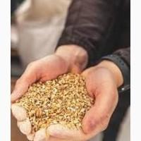 Продам Ячмінь