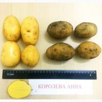 Продам насіннєву картоплю Ред Леді, Королева Анна