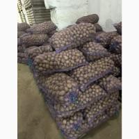 Продам насіннєву картоплю Ред Леді, Королева Анна