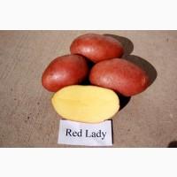 Продам насіннєву картоплю Ред Леді, Королева Анна