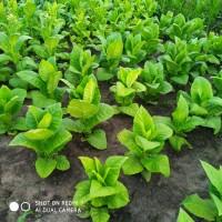 Продам тютюн від 2 кг. Є ОПТ