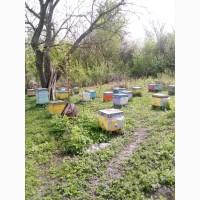 Продам бджолосімї
