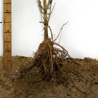 Саджанці гібіскусу Гармонія