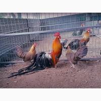 Яйце на інкубацію. Курчат. Фенікс - золото, срібло