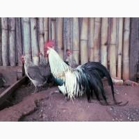 Яйце на інкубацію. Курчат. Фенікс - золото, срібло