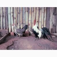 Яйце на інкубацію. Курчат. Фенікс - золото, срібло