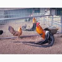 Яйце на інкубацію. Курчат. Фенікс - золото, срібло