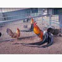 Яйце на інкубацію. Курчат. Фенікс - золото, срібло