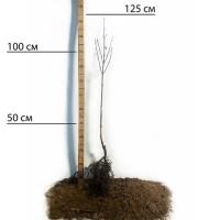 Саджанці кизилу Янтарний (привитий) - 1-річний