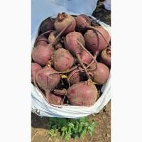 Продаю молодий буряк
