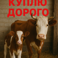 Корови телята з господарств оптом гурт