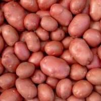 Посадкова картопля Беллароза Черкаська область купити, роздріб від 10 кг