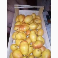 Продам грушу с. Киргизка