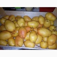 Продам грушу с. Киргизка
