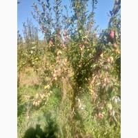 Продам грушу с. Киргизка