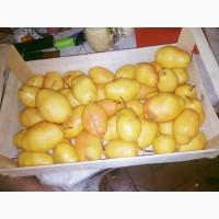 Продам грушу с. Киргизка