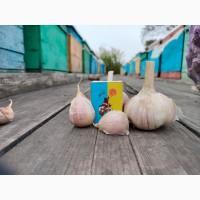 Продам Часник Любаша 2 репродукція