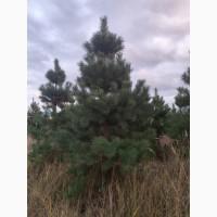 Новорічна ялинка, сосна, звичайна, жива