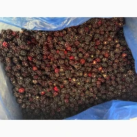 Продам ожину лісову