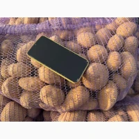 Куплю картоплю оптом від 80 тонн, товарну та насіннєву Чернігівська область та вся Україна