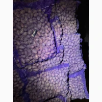 Насіннєва картопля Беллароза оптом, 1-2 репродукція, доставка Україна