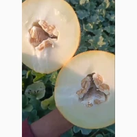 Продам сладкую дыню