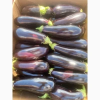 Продам баклажан