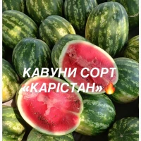 Солодкі та соковиті кавуни сорту «КАРІСТАН» - прямо з городу
